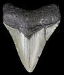 Bargain, Megalodon Tooth - North Carolina #63940-1